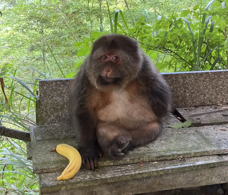 Xinxin the macaque with a banana at Yangu Temple
