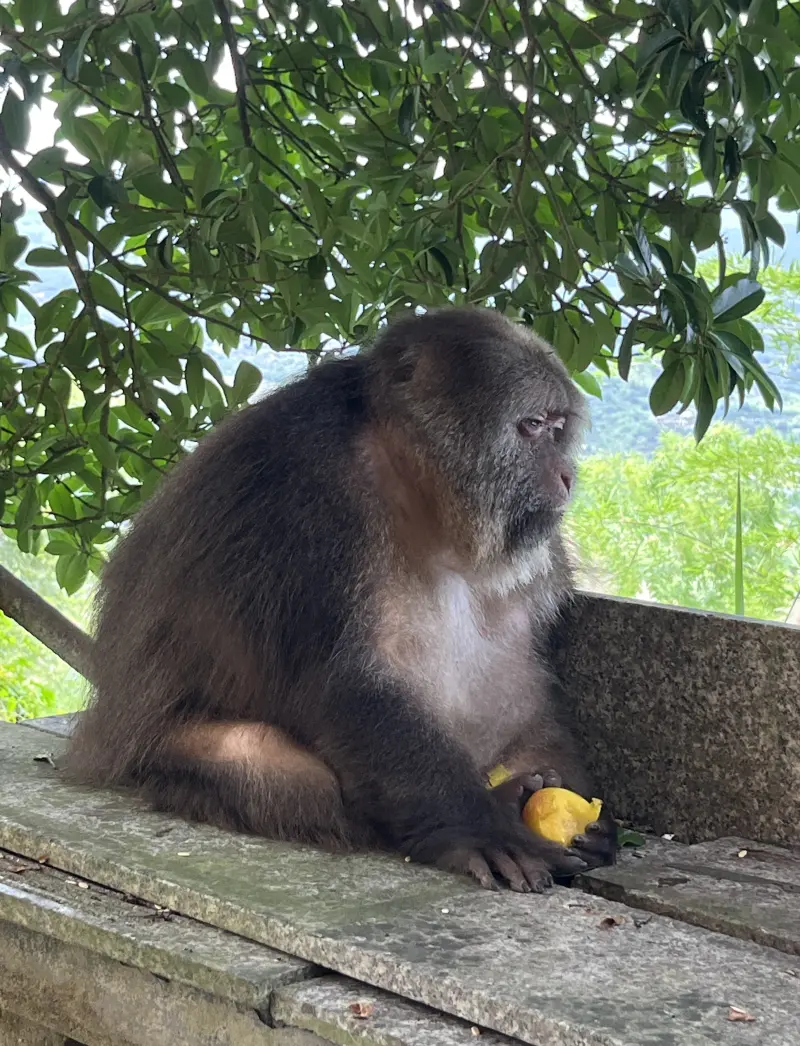 Xinxin eating a peach on the temple steps