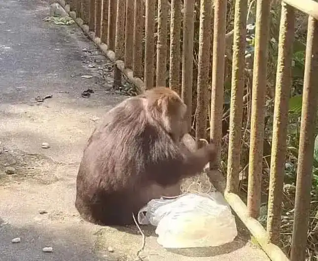 Спокойная и дружелюбная Синсин